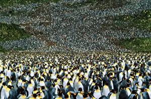 Creche: King Penguin - incubating adults & 10 month old chicks