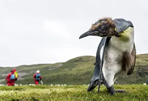 Renato Granieri: King Penguin juvenile close up with people in the