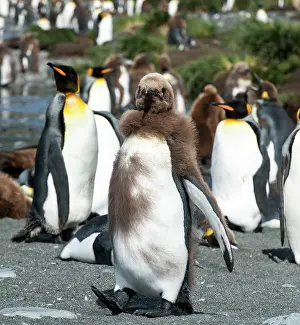 Renato Granieri: King Penguin juvenile moulting
