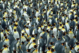 Kallen Marc Ferrero: KING PENGUIN - Mass Colony