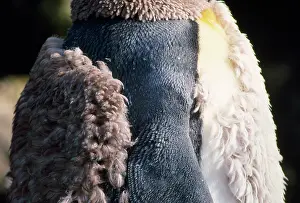 Antartica: KING PENGUIN - MOULTING