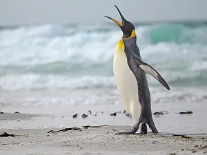 Wave: King penguin. South America, Falkland Islands, Saunders