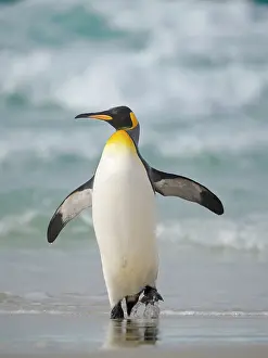 Wave: King penguin. South America, Falkland Islands, Saunders