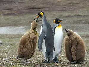 Southern Hemisphere: King penguin. South America, Falkland Islands, Volunteer