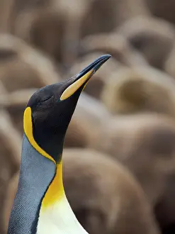 Loud: King penguin. South America, Falkland Islands, Volunteer