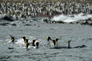 Macquarie: King Penguin spalshing and bathing in front of the beach