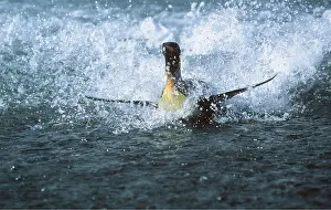 Waves: KING PENGUIN - Surfing