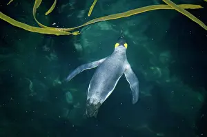 Crozet: King Penguin - swimming