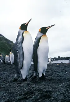 Macquarie: King Penguin - two, on beach