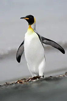 Macquarie: King Penguin walking on a beach