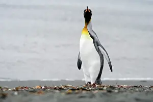 Spheniscidae: King Penguin walking on a beach