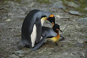 Georgian: King Penguins
