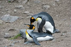 Copulate: King Penguins