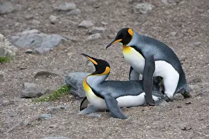 Copulate: King Penguins
