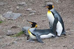 Copulate: King Penguins