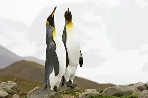 Mates: King Penguins
