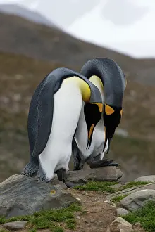 Mates: King Penguins