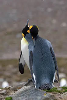 Mates: King Penguins