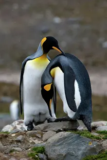 Mates: King Penguins