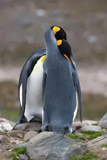 Mates: King Penguins