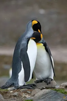 Mates: King Penguins