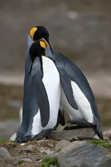 Mates: King Penguins