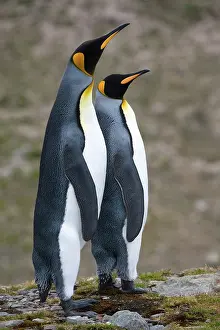 Mates: King Penguins