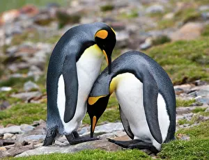 Mates: King Penguins