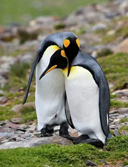 Mates: King Penguins