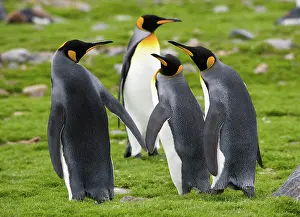 Flipper: King Penguins
