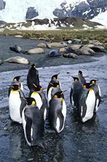 Leonina: King Penguins