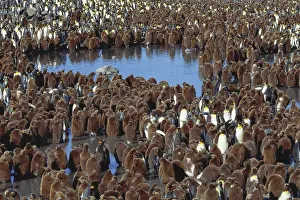 Themes: King Penguins