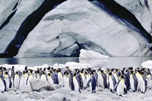 Crowded: King Penguins