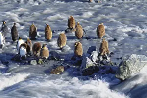 Molting: King Penguins