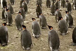Sandwich: King Penguins