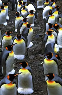 Patagonica: King penguins