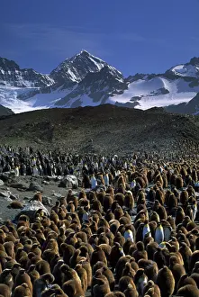 Crowded: King penguins