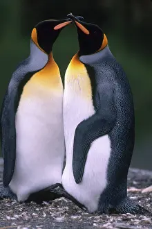 Mates: King Penguins