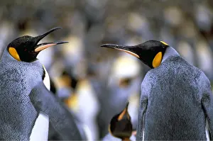 Talking: KING PENGUINS - two