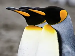 Headshot: King penguins