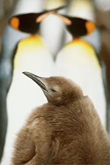Furry: King Penguins - two adults and 10 Month Old Chick