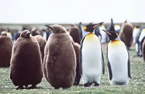Geoff Trinder: KING PENGUINS - adults with young