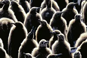 Crowds: King Penguins (Aptenodytes patagonicus)