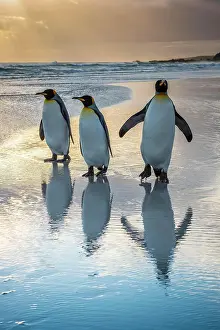 Patagonicus: Three King penguins (Aptenodytes patagonicus) on