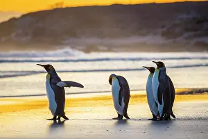 Patagonicus: King penguins (Aptenodytes patagonicus), group runs