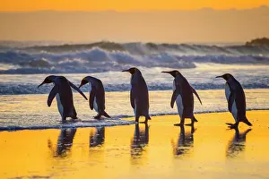 Patagonicus: King penguins (Aptenodytes patagonicus), group runs
