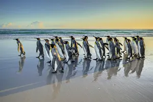 Patagonicus: King penguins (Aptenodytes patagonicus), group runs