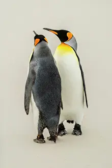 Patagonicus: Two King penguins (Aptenodytes patagonicus) on the