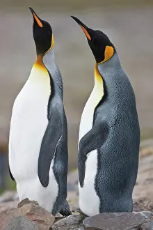 Contemplation: Two King Penguins (Aptenodytes patagonicus)
