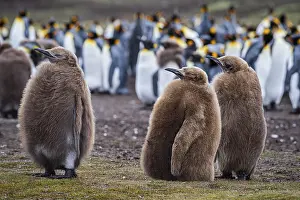 Waiting: King penguins (Aptenodytes patagonicus)